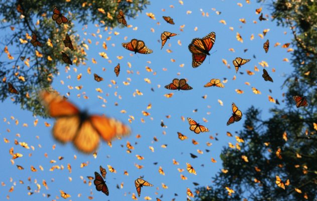 Monarch-Butterflies-In-Flight-copy